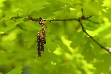 The oak catkin against the backdrop of fresh green oak leaves, blurred background