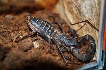 A menacing black scorpion with a long, slender body and eight legs stands guard atop a mound of...