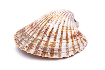 Scallops seashell isolated on white background with clipping path