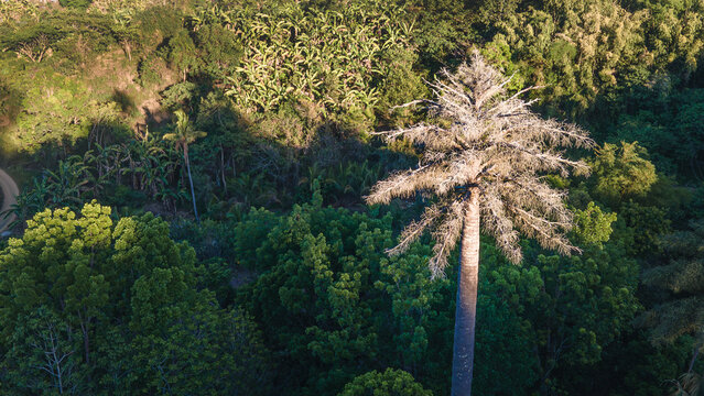 Talipot Palm in jungle after fuilt.