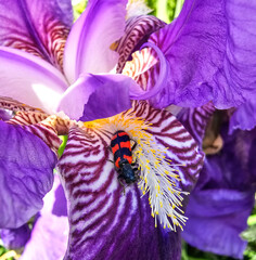 Lebhaftes Insekt auf lila Irisblüte
