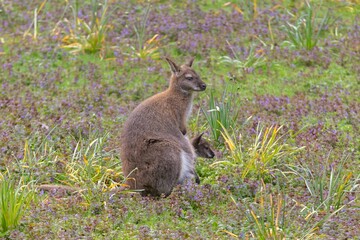 Maman wallaby et son petit 