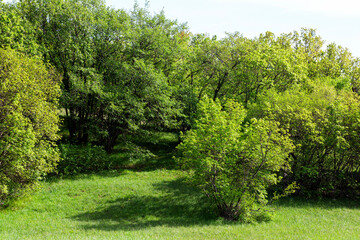 karst vegetation in spring time