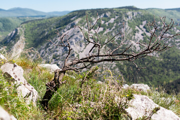 Val Rosandra karst plateau near Trieste
