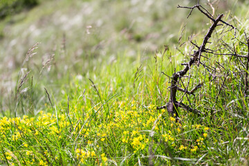 detail of karst vegetation in spring rime