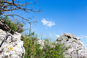 limestone rocks and karst vegetation - obrazy, fototapety, plakaty