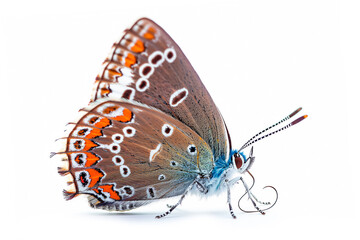 Beautiful Colorado Hairstreak butterfly isolated on a white background . Side view