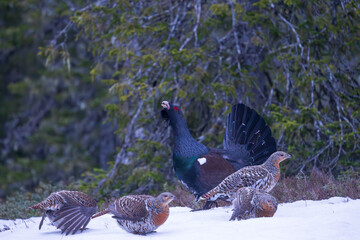 Western capercaillie (Tetrao urogallus)