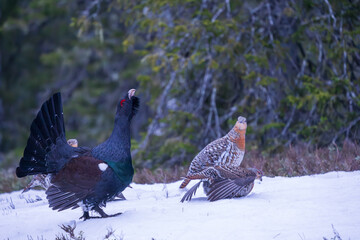 Western capercaillie (Tetrao urogallus)