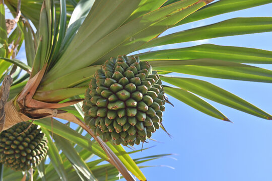 南国の青空と緑の葉とアダンの実