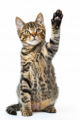 Fototapeta premium Cute American Shorthair Tabby Cat cute pose sitting raising one hand paw isolated on white background