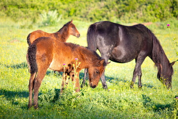 Two foals and a horse. Horses and their foals are grazing in the green meadow. Farm animal idea...