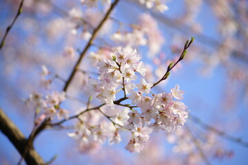 淡墨桜