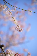 淡墨桜