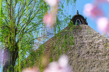枝垂れ桜と茅葺屋根