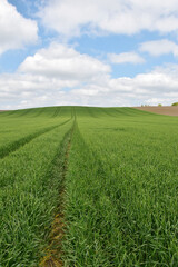Gerste, Wintergerste, Hordeum vulgare beim Ährenschieben, Grannenspitzen, großes Feld