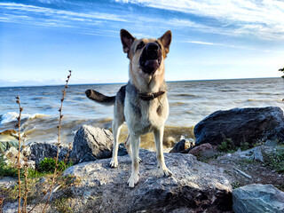 Dog German Shepherd near water of river or sea. Russian eastern European dog veo