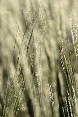 Obraz premium Gerste, Wintergerste, Hordeum vulgare L.