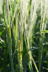 Gerste,  Wintergerste,  Hordeum vulgare L.