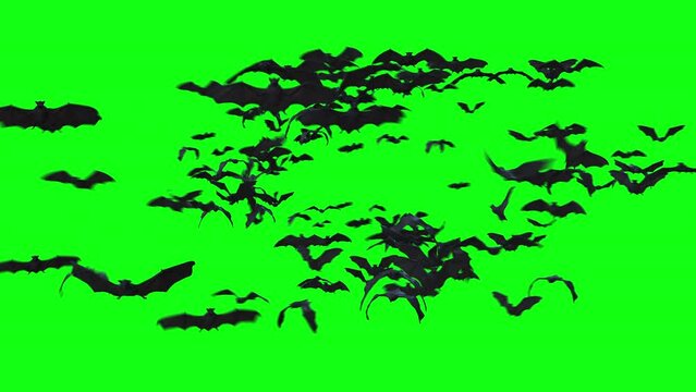 Flying Bats transition 3d Animation Rendering on green screen .