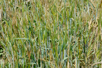 Gerste,  Wintergerste,  Hordeum vulgare L.