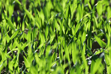 Gerste, Wintergerste,  Hordeum vulgare