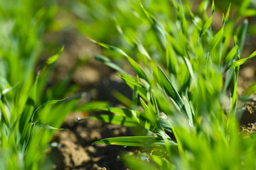 Gerste, Wintergerste,  Hordeum vulgare