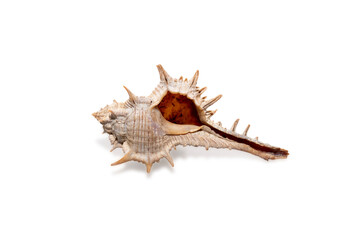 Seashell in close-up isolated on a white background