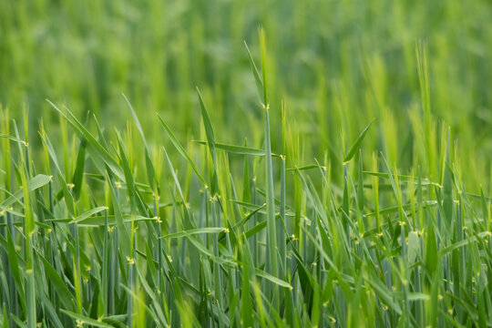 Gerste,  Wintergerste,  Hordeum vulgare L.,  beim  &Auml;hrenschieben,  Grannenspitzen,  Grannen,  Feldausschnitt