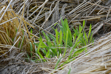 Gerste,  Wintergerste,  Hordeum vulgare L., Auswuchs