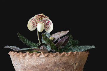 Closeup view of lady slipper orchid species paphiopedilum godefroyae var leucochilum in pot with...