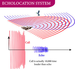 Vector illustration of echolocation system