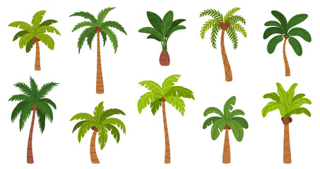 Palm trees. Cartoon tropical tree with different exotic green leaves, trunk and fruits. Nature jungle plants. Hawaii coconut and island banana tree. Rainforest elements. Vector set