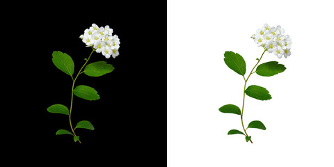 Spiraea branch (Spiraea vanhouttei) with white flowers isolated on black and white background....