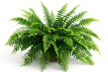 potted houseplant - Boston fern over white background. Plant leaves png isolated