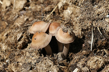 Panaeolus cinctulus, commonly known as the banded mottlegill, weed Panaeolus or subbs, psilocybin...