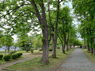 盛岡城址公園内の景色