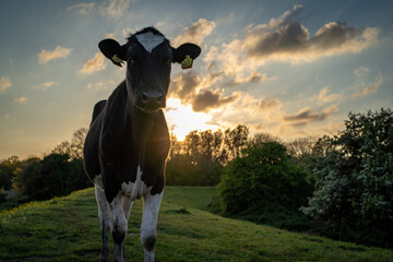 Cows at sunset at the small village of Veere in the Netherlands