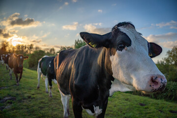 Cows at sunset at the small village of Veere in the Netherlands