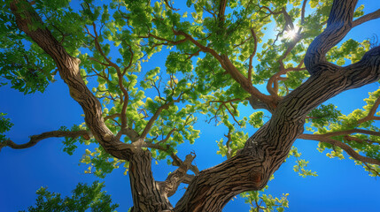 Fototapeta premium The trunk of a large tree rises high as seen from below with a wide background view of environment the forest and green leaves
