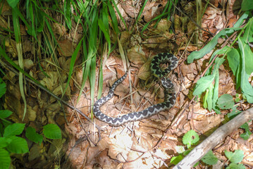 Nose-horned viper is the most venomous snake in Europe. Snake camouflaged in forest. Viper snake....