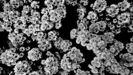 black and white photographs displaying a pattern of daisy flowers