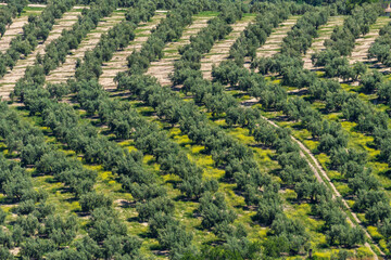 Natural Route Greenway of Oil, Natural Park of the Sierras de Cazorla, Segura and Las Villas, Jaén province, Andalusia, Spain