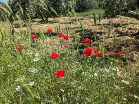field of poppies