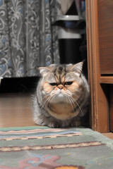 grumpy chubby cat staring at the camera unimpressed