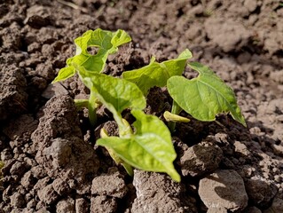 Young bean sprouts broke through the dry soil in the spring. The topic of growing beans in the garden. Green young beans on the background of the soil.