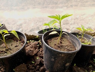 Young plants of green bell peppers in black pots with soil. Topics of agriculture and cultivation of environmentally friendly products.