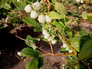The process of bee pollination of blueberry flowers. a bee collects nectar from blueberry flowers. The subject of agriculture is beekeeping and berry growing.