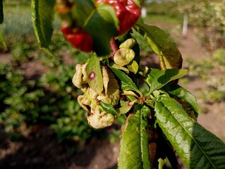 Peach leaf curl is a disease affecting fruit trees. Tafrina is a deforming fungus from the marsupial mushroom genus. garden and fruit tree care. affected by peach leaf disease.