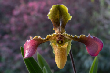 Closeup view of flower of lady slipper orchid species paphiopedilum hirsutissimum var. esquirolei...